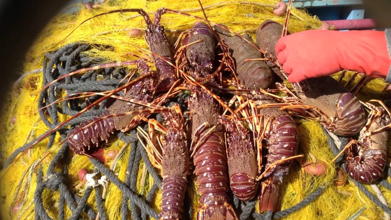 Fishing Tourism in Kefalonia 