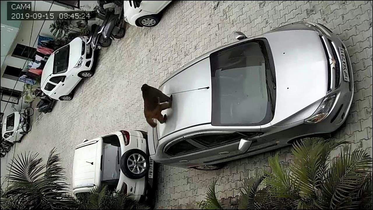 Monkey Uses Car as Trampoline || ViralHog