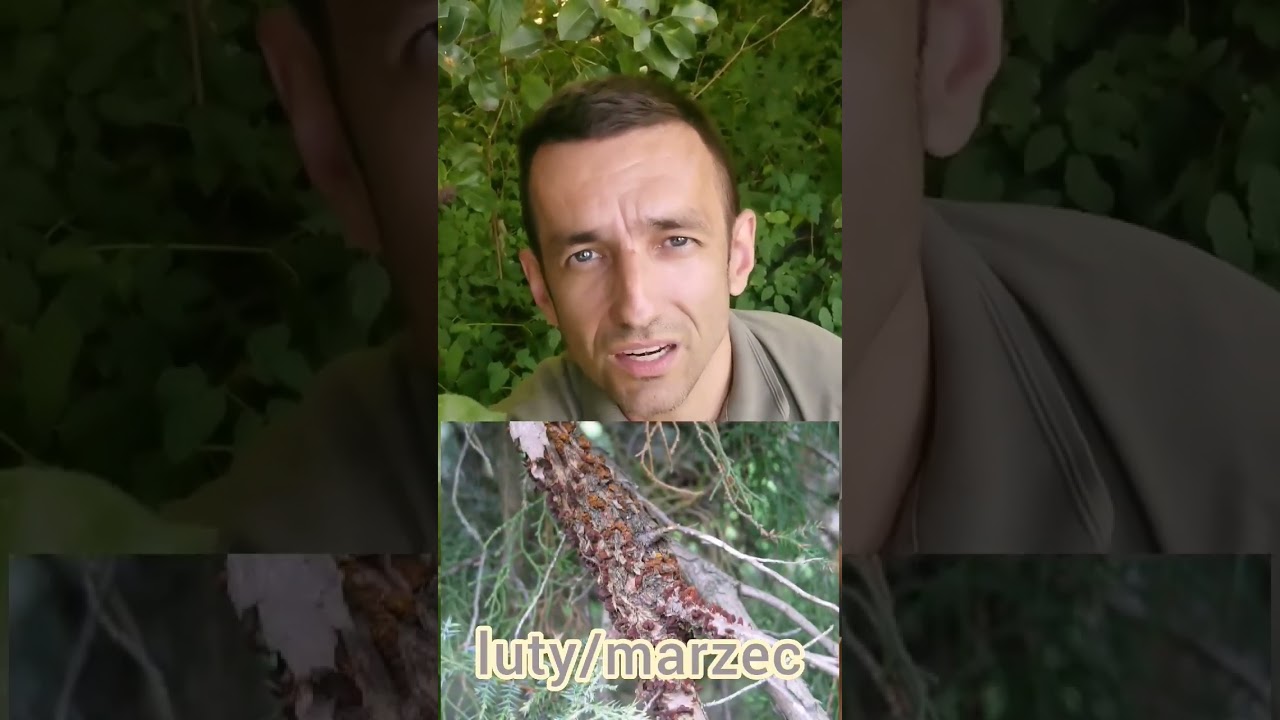 Fitopatologia / rdza gruszy i jałowca