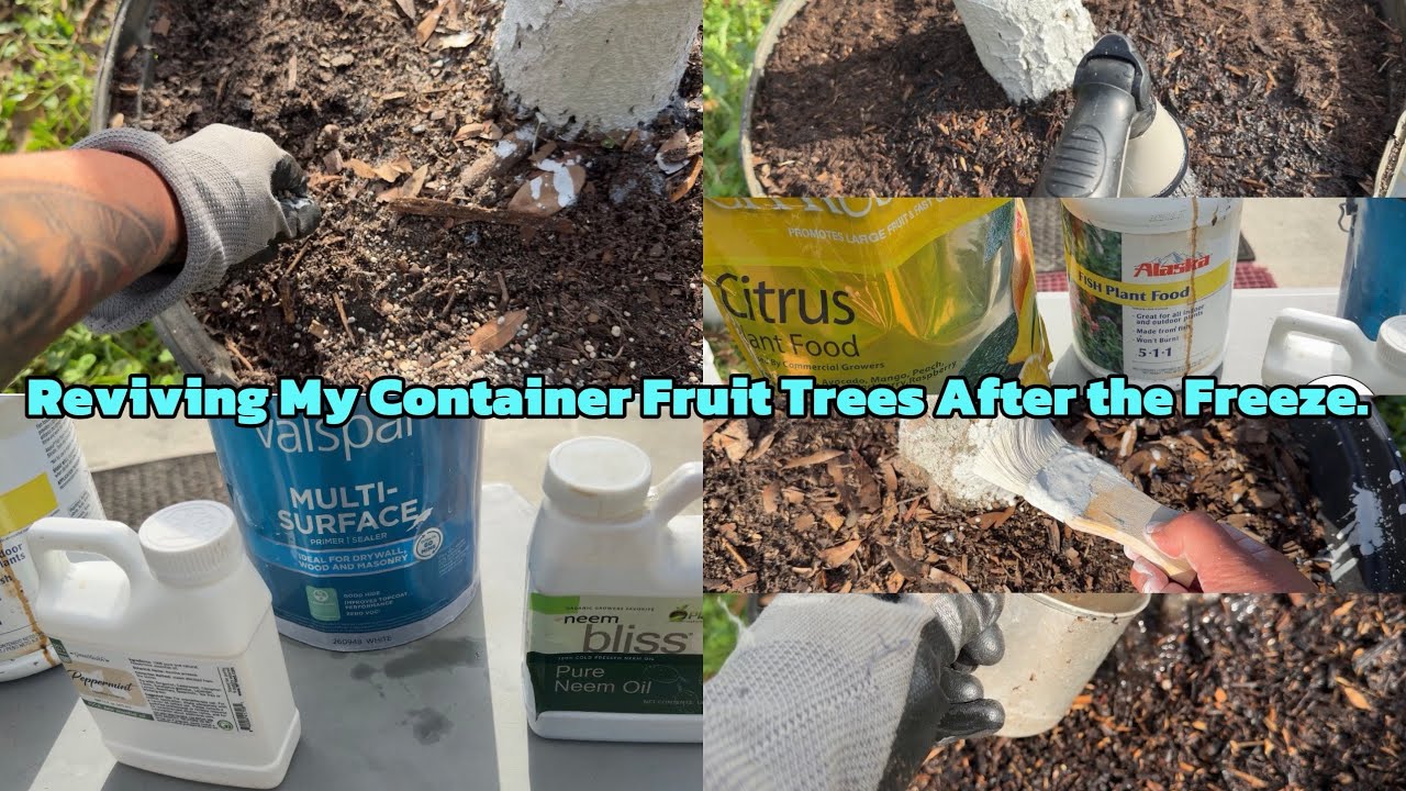 Reviving My Container Fruit Trees After the Freeze. #garden #fruittrees 