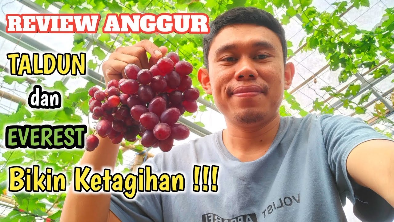Anggur Everest & Taldun Rasanya Mantep Teksturnya Cruncy Dagingnya padat ‼️100% Yummy Sekali...