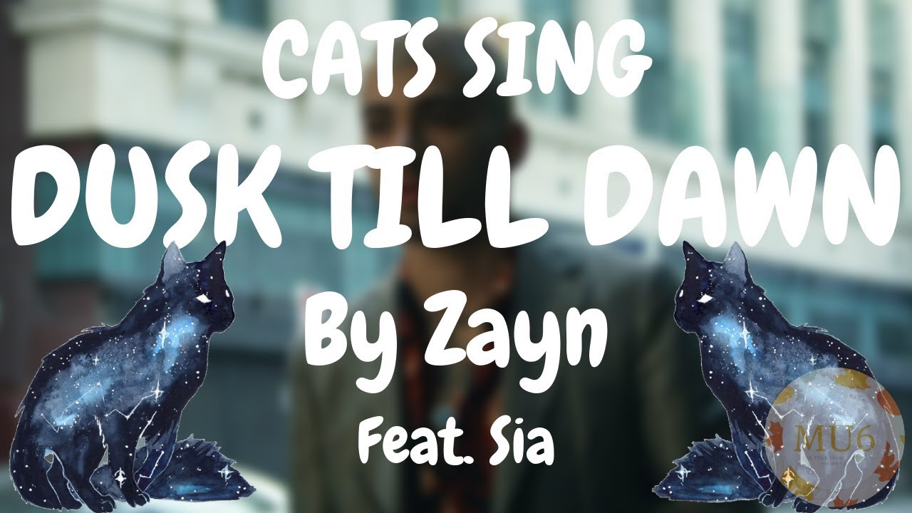 Cats Sing Dusk Till Dawn feat. Sia by ZAYN | Cats Singing Song