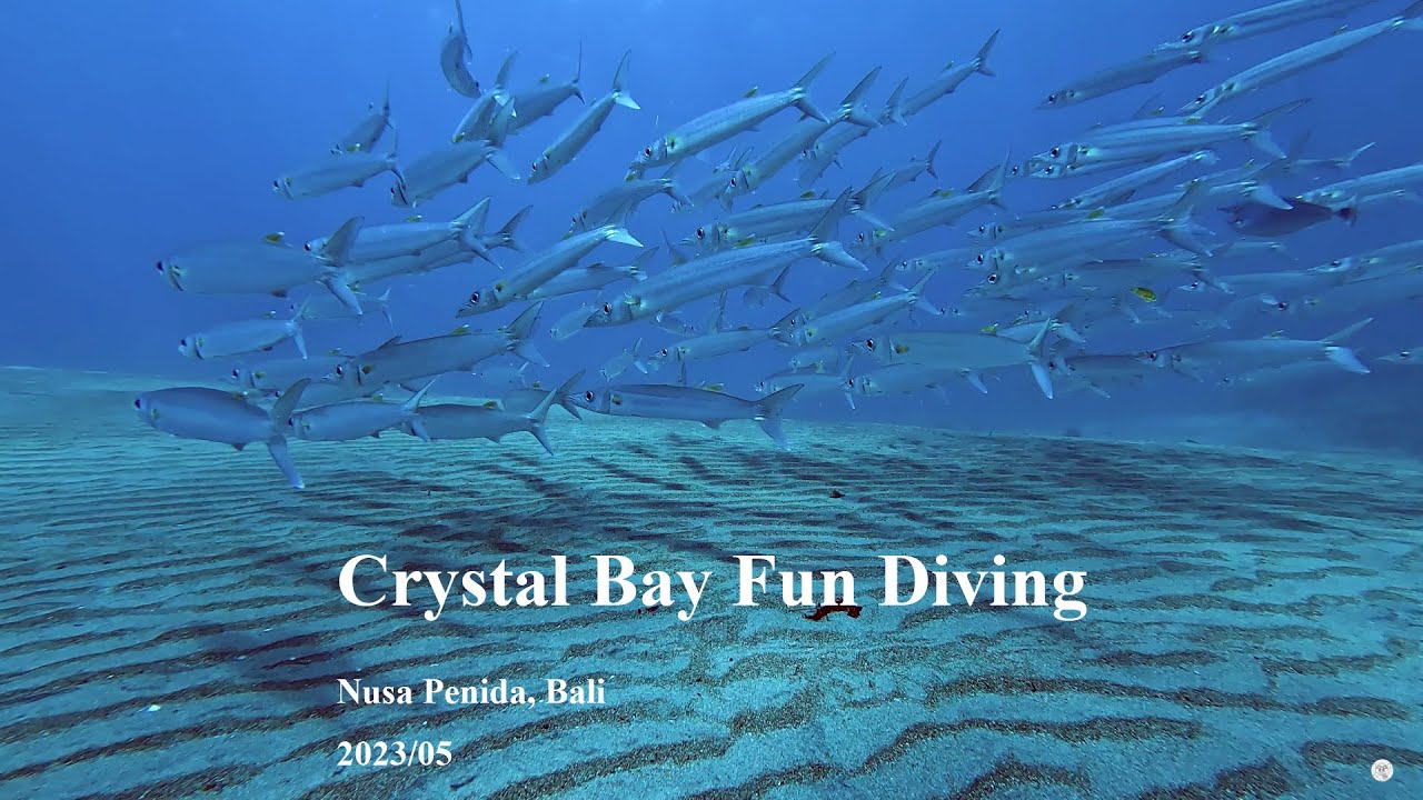 Crystal Bay Fun Dive, Nusa Penida, Bali. 2023/05