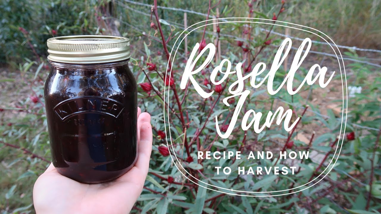 Rosella Jam Recipe + How to Harvest