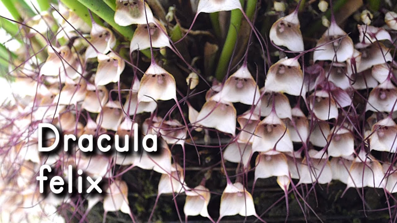 Orquídea Dracula felix