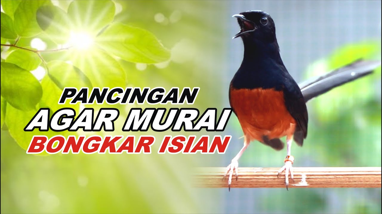 Pancingan Murai Batu Bongkar Isian Tembakan Kasar cocok buat Murai trotol dan Pastol