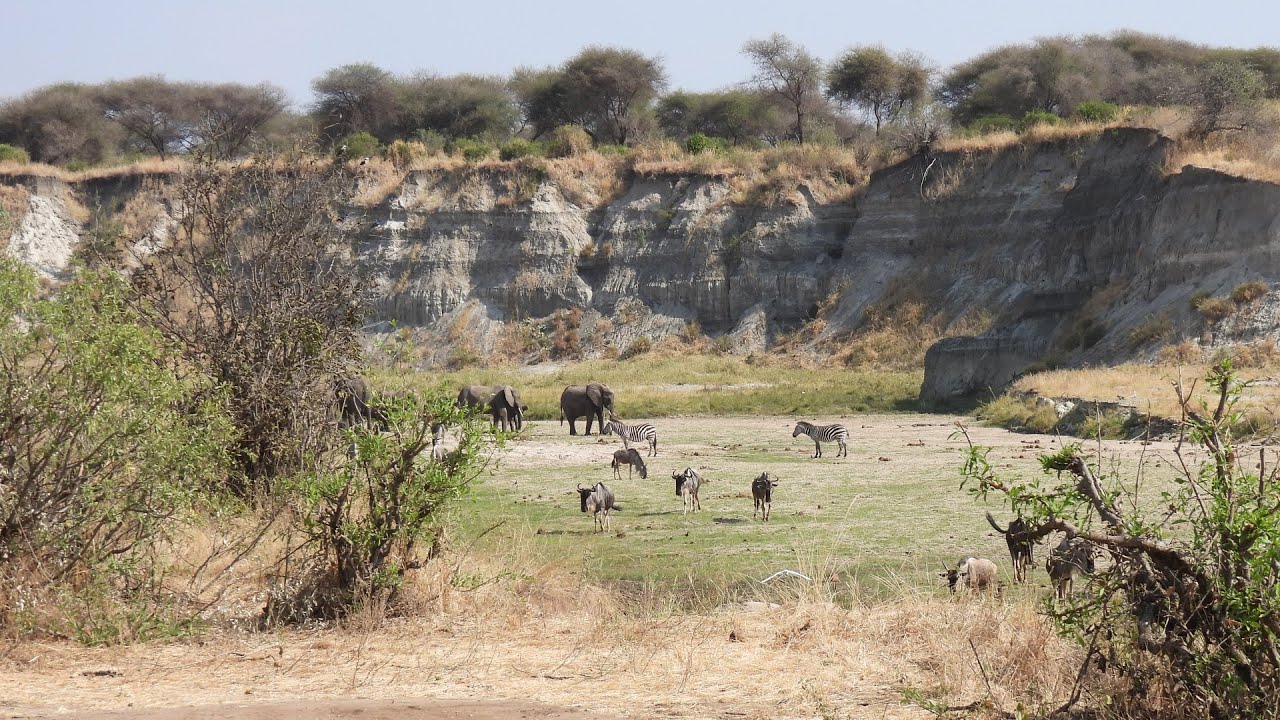 Tanzanian Wildlife 2025 Videos Part 1
