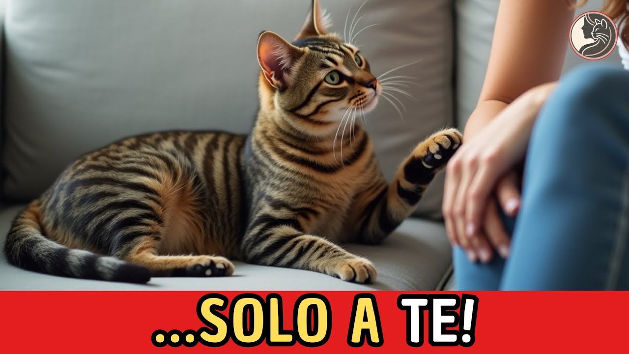 5 Complimenti Segreti che il Tuo Gatto Fa Solo a Te! 🐾