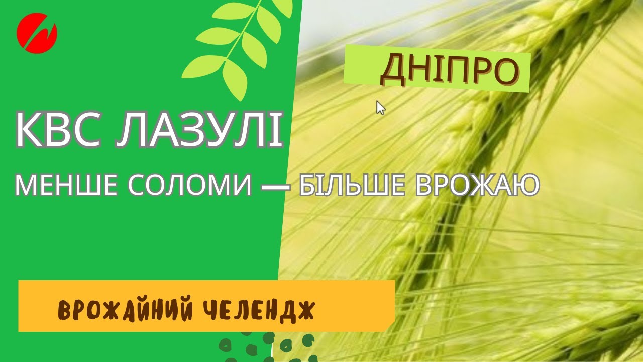 Жнива 2024 на Дніпропетровщині: КВС ЛАЗУЛІ дає 65,3 ц/га! Висока врожайність із мінімумом соломи 🌾