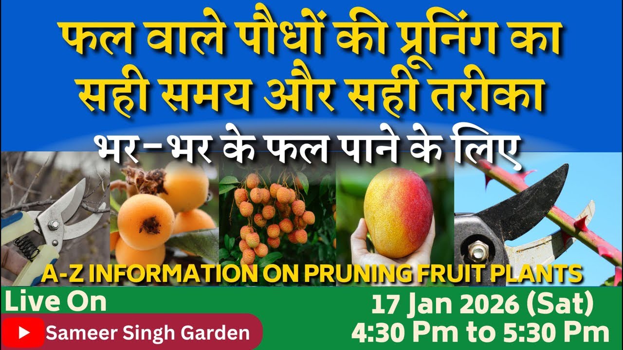 फल वाले पौधों की प्रूनिंग का सही समय और सही तरीका | भर-भर के फल पाने के लिए || Fruit Plants Pruning