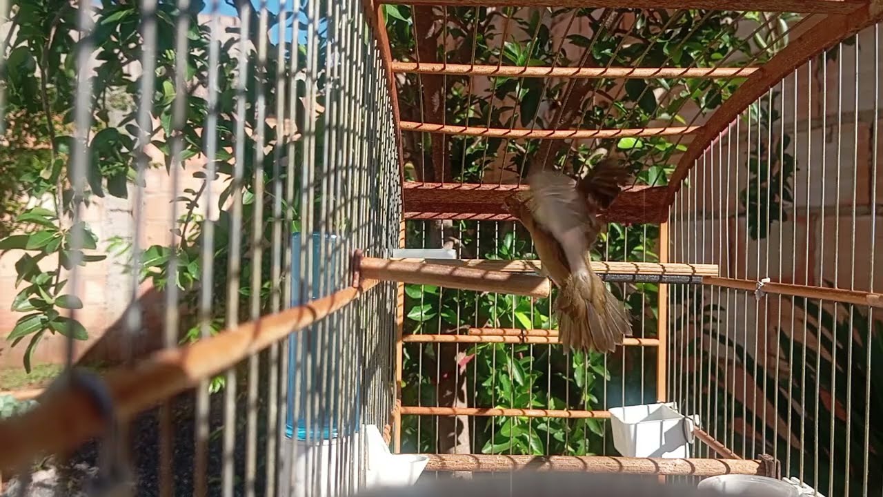 CANTO DE COLEIRO TUI TUI PERFEITO PARA ENCARTE DE PAPA CAPIM ESQUENTAR COLEIRO TUI TUI