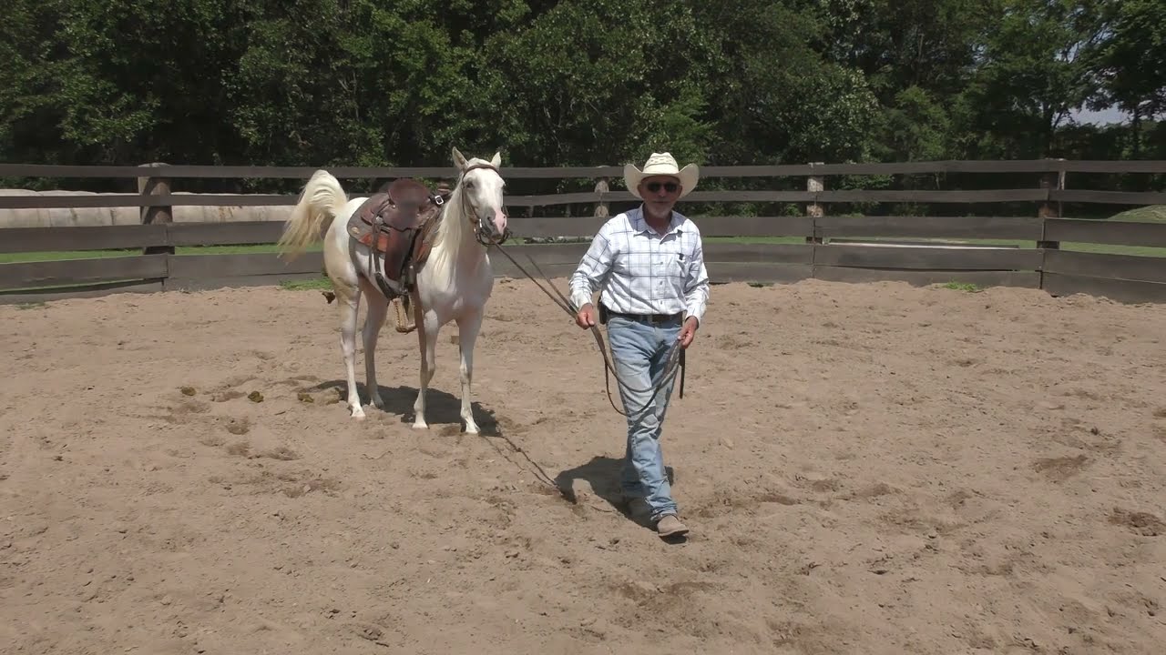 How to Lunge Your Horse with Split Reins