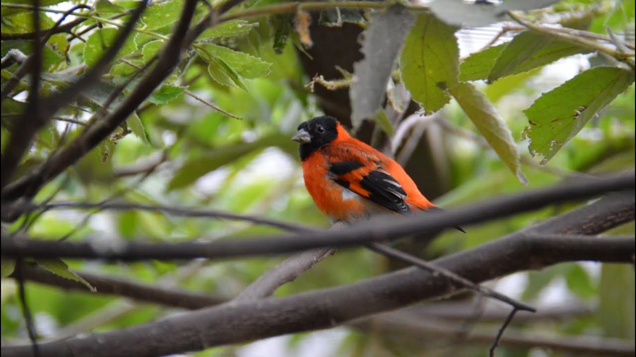 FSA Red Siskin cross from Venezuela