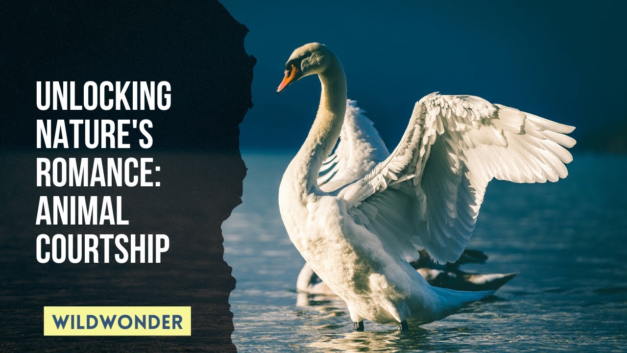 The Dance of Life: Exploring Courtship Rituals in the Animal Kingdom