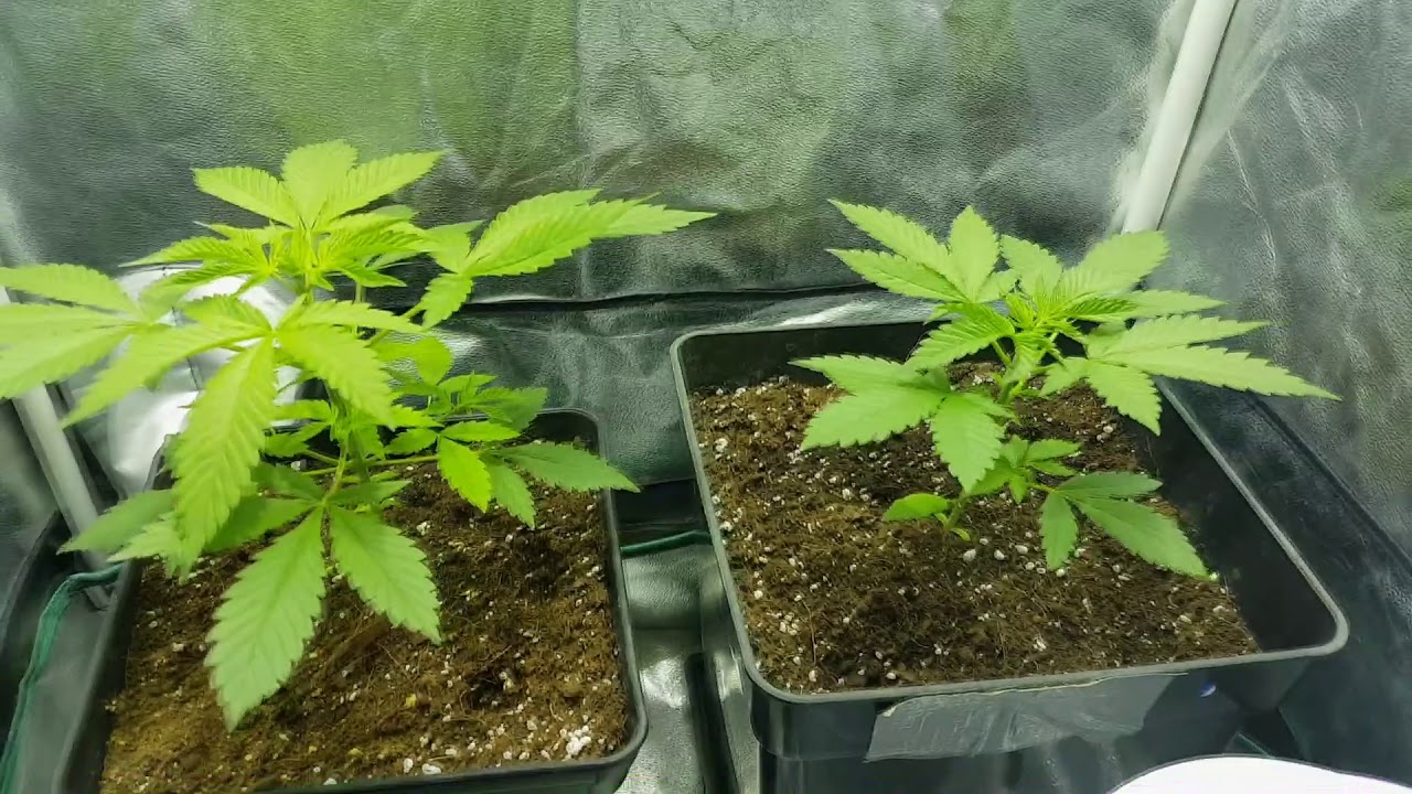Gipsy Haze y 1024 Scrog 250W Crecimiento Primera Parte