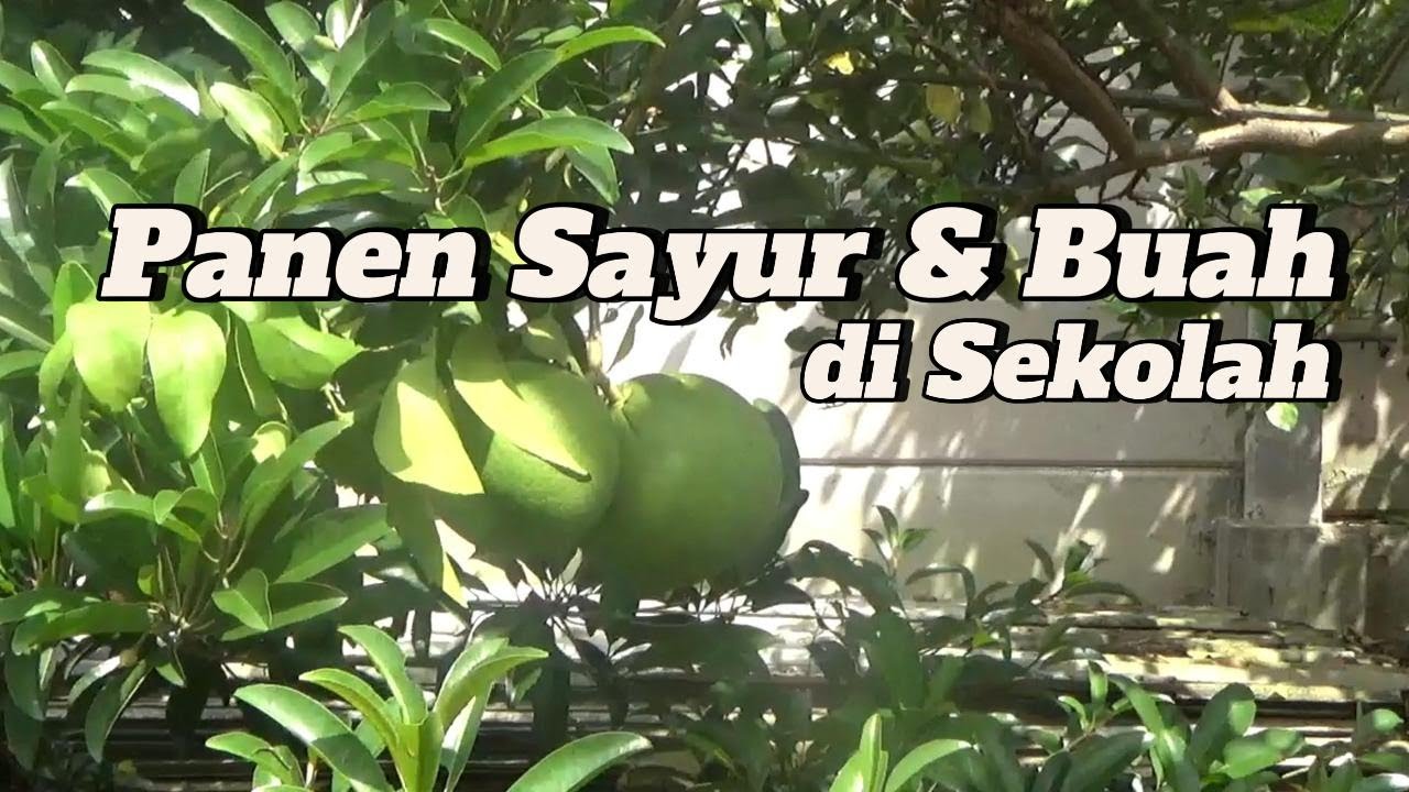 URBAN FARMING SMP TEXMACO #urbanfarmingchampion #urbanfarming #urbanfarmingindonesia #smptexmaco