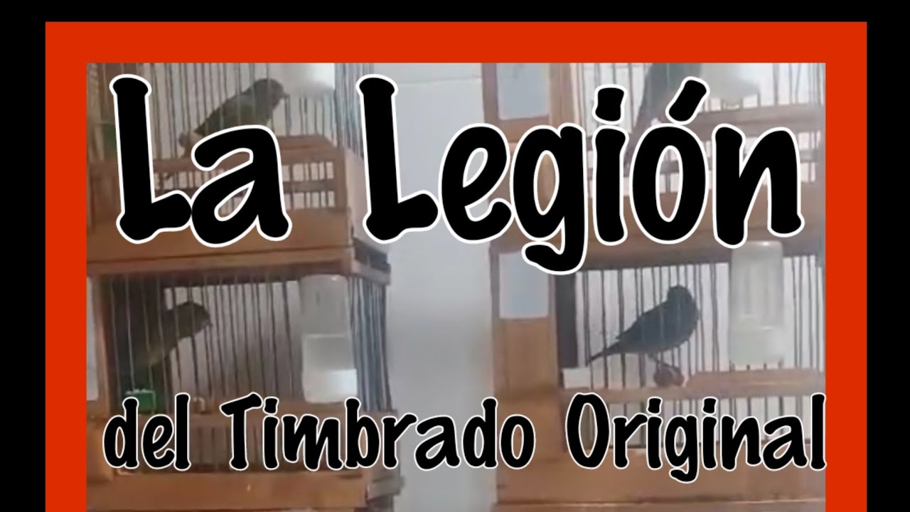 LA LEGIÓN DEL TIMBRADO ORIGINAL 🩸👈🇪🇦🐦
