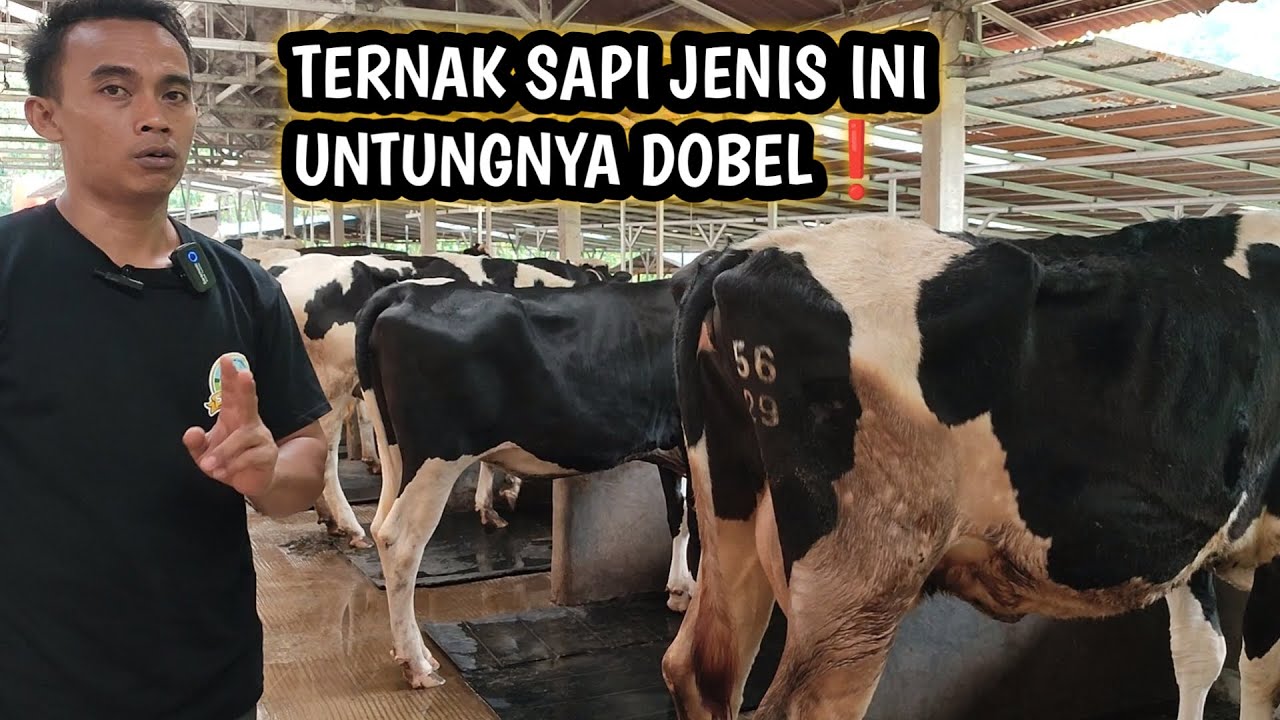 Breeding Sapi Di kota Untung Dua Kali Lipat, Tiap Hari Gajian