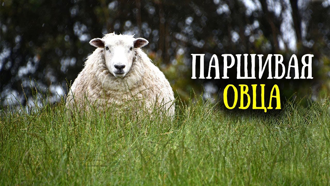 Притча о потерянной овце. Выпас в древней Иудее
