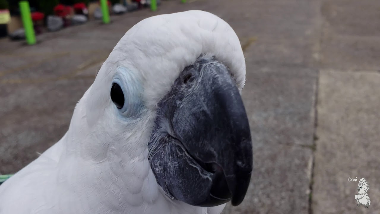 Onni And The Fruit Tree Adventure (mini vlog?)