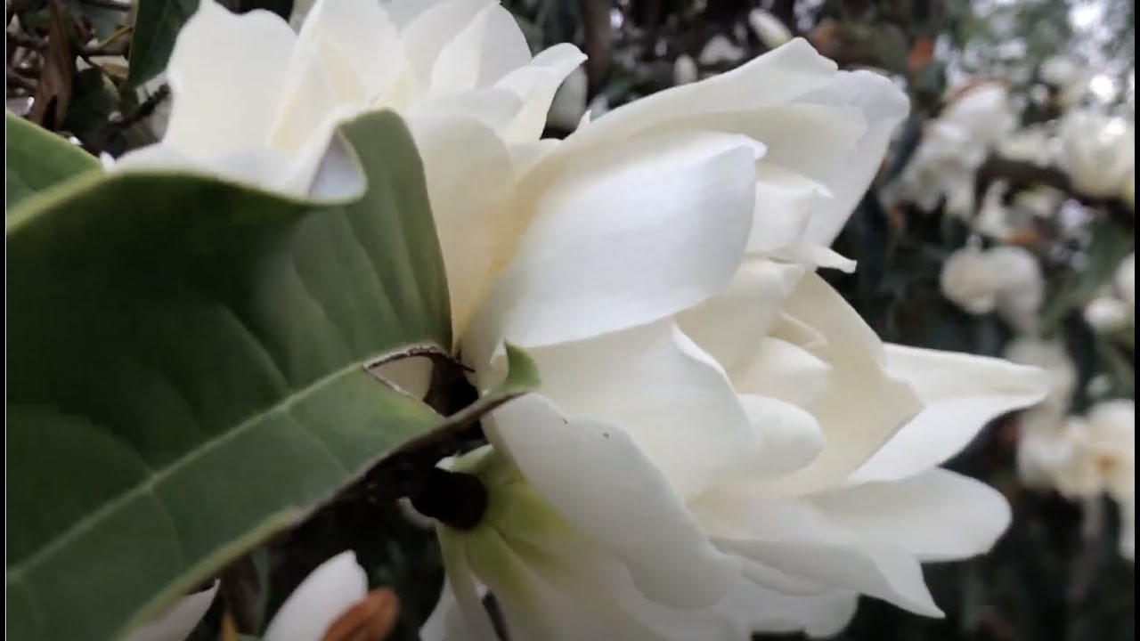 Michelia doltsopa, Sweet Michelia