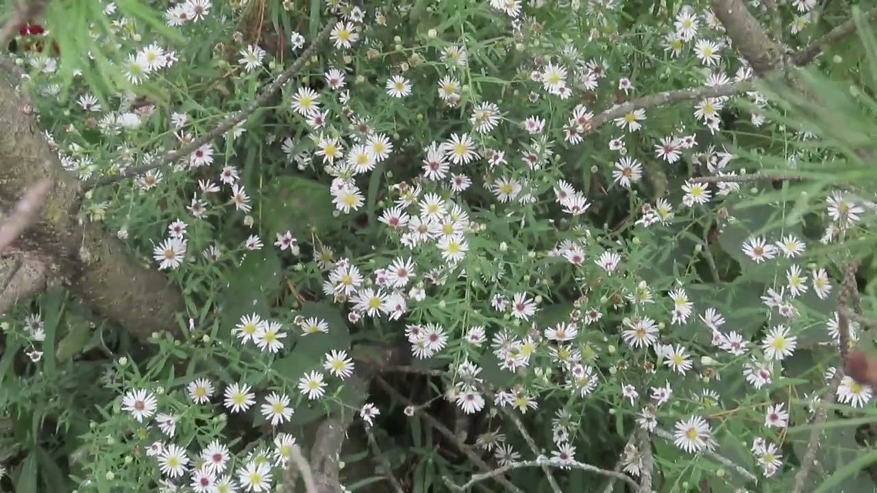 White Heath Aster - Cathy's Eclectic Garden