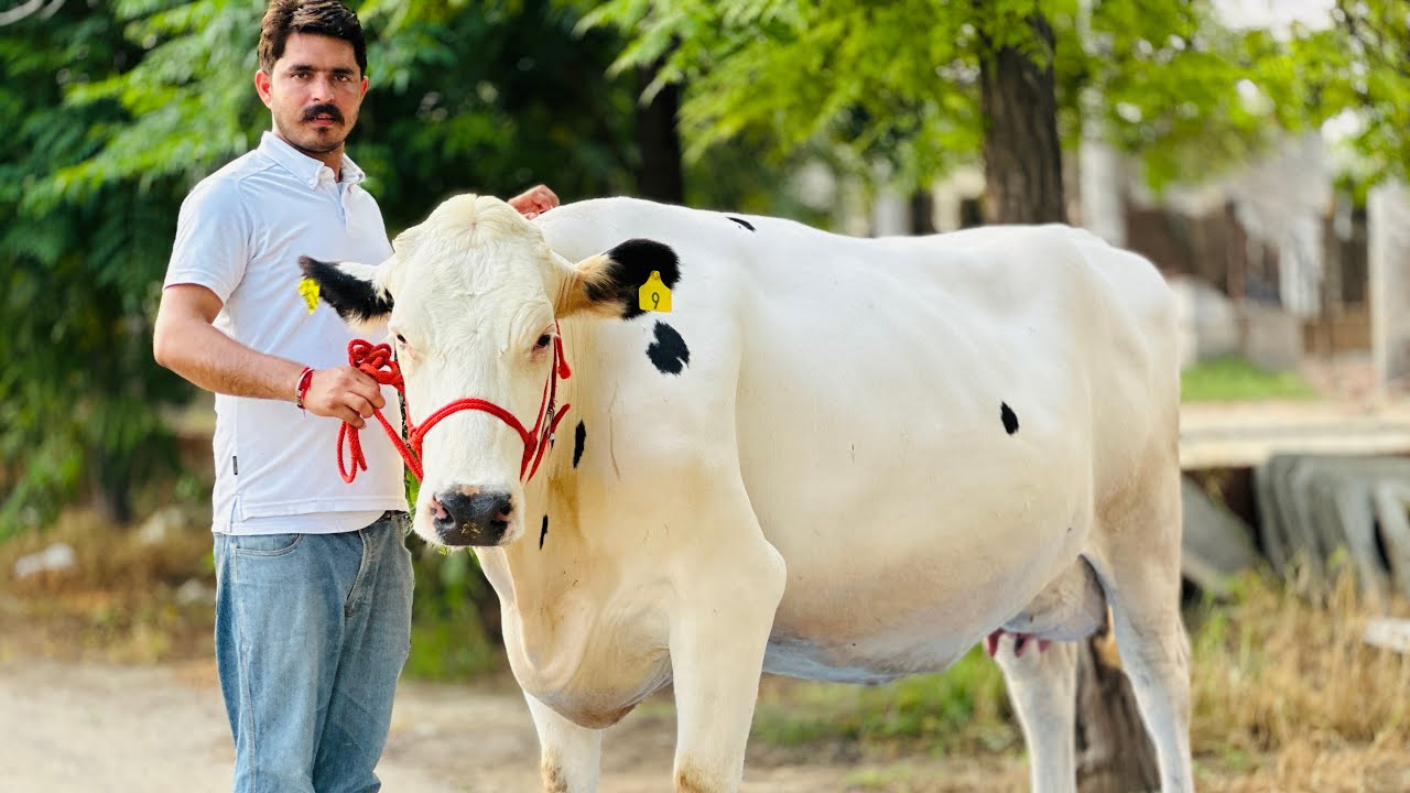 7 Star⭐️ Breed || King of Punjab 👑Gurwinder Dairy Farm