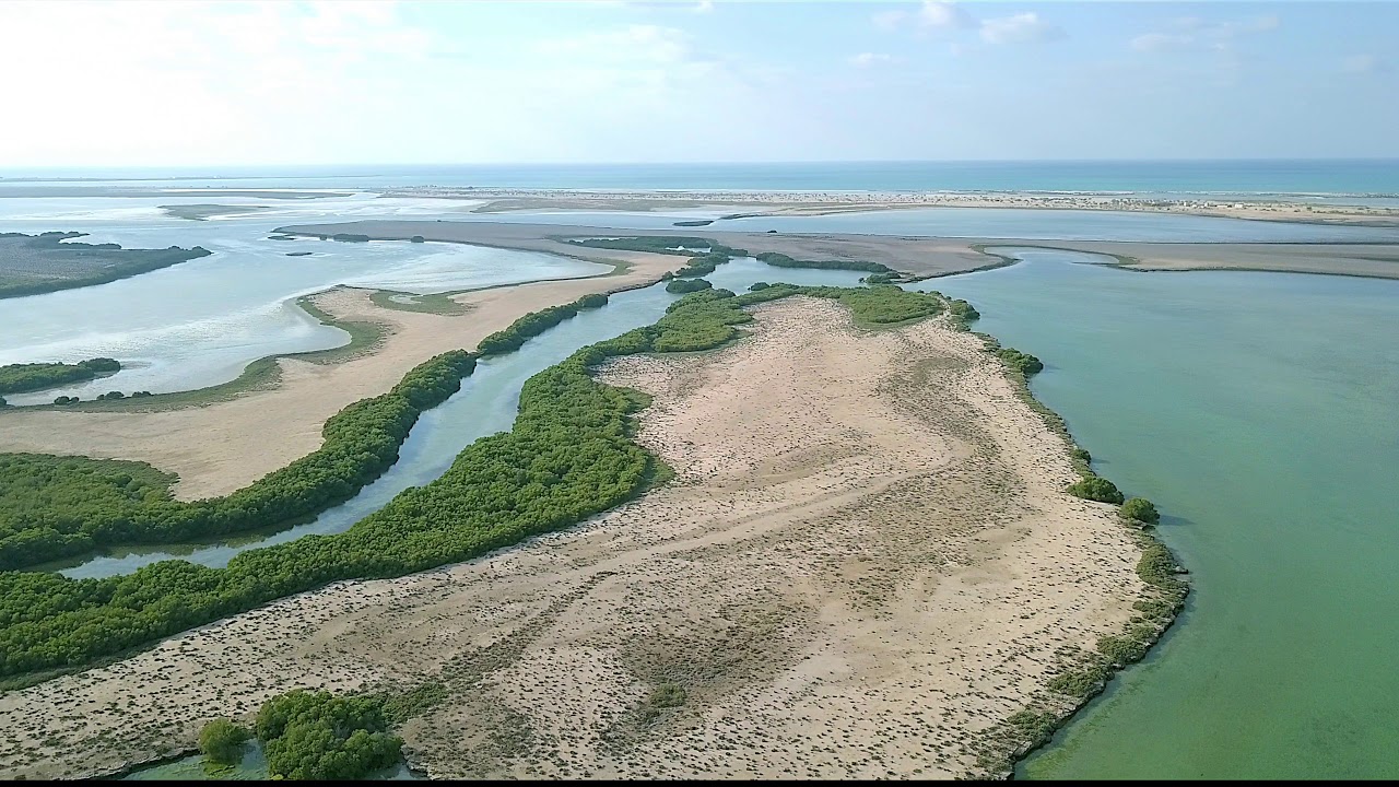 Mangrove Forest In Uae