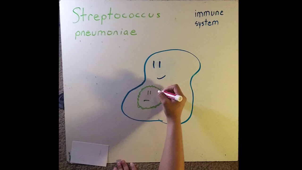 Measuring Copper Synergizing Compounds to Kill Streptococcus pneumoniae - Angela Rivera