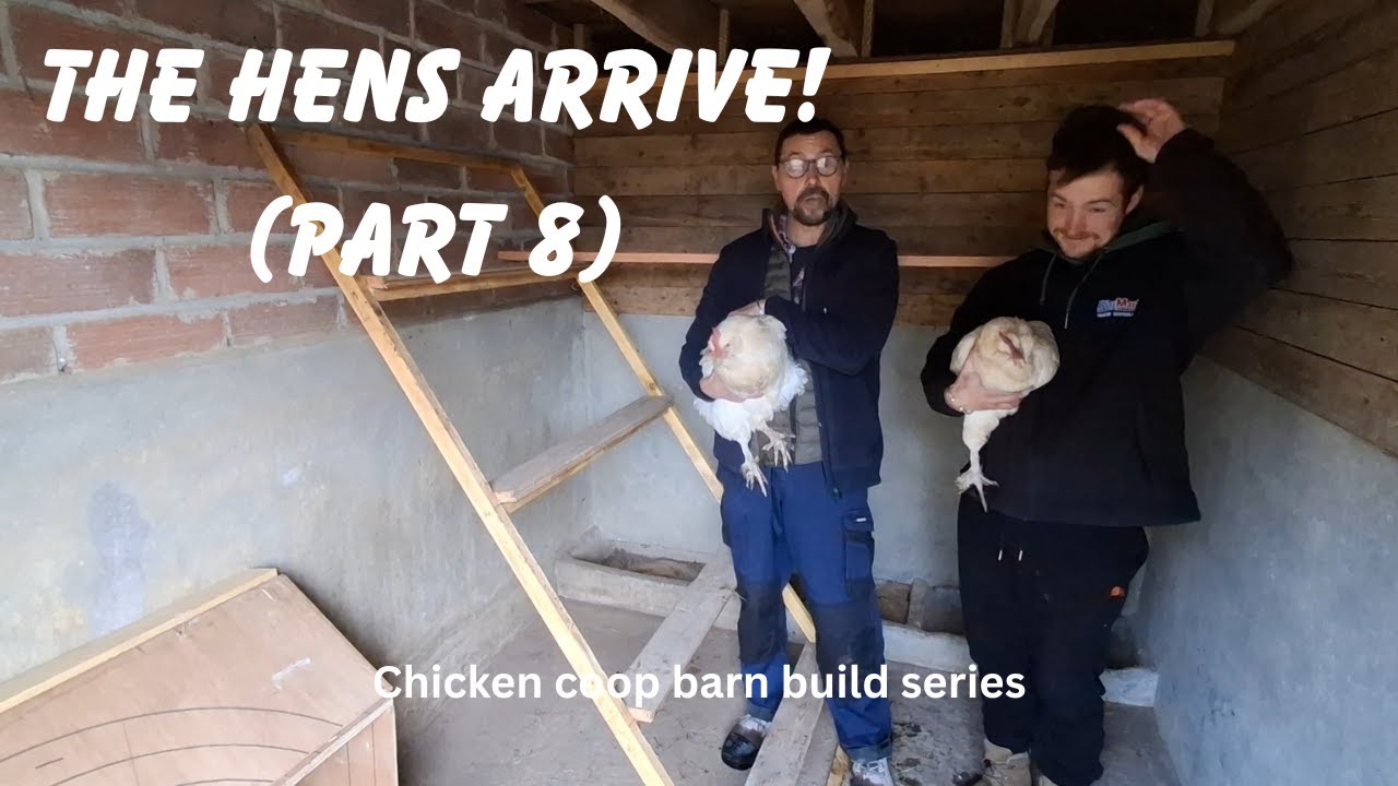 Chicken coop build. THE HENS ARRIVE! (PART 8)