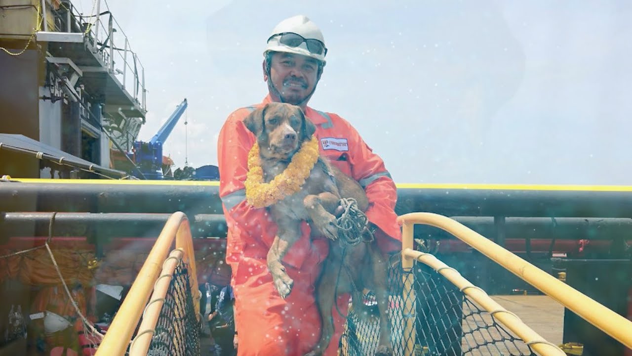 Bunrod, the Dog Saved by Merit :  Dhamma Video Conference #208