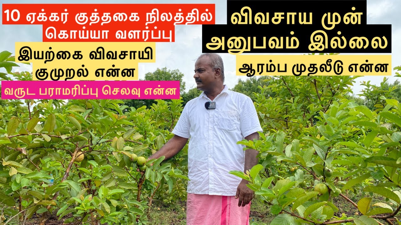சென்னைக்கு அருகில் 10 ஏக்கரில் கொய்யா சாகுபடி | ஆரம்ப விவசாயின் அனுபவம்