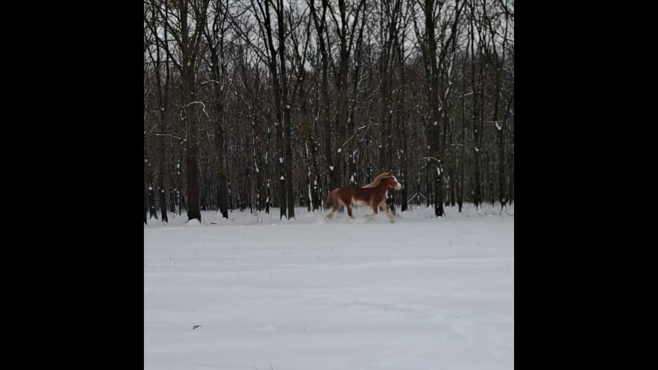 Lady és az apróság ❤️🐎