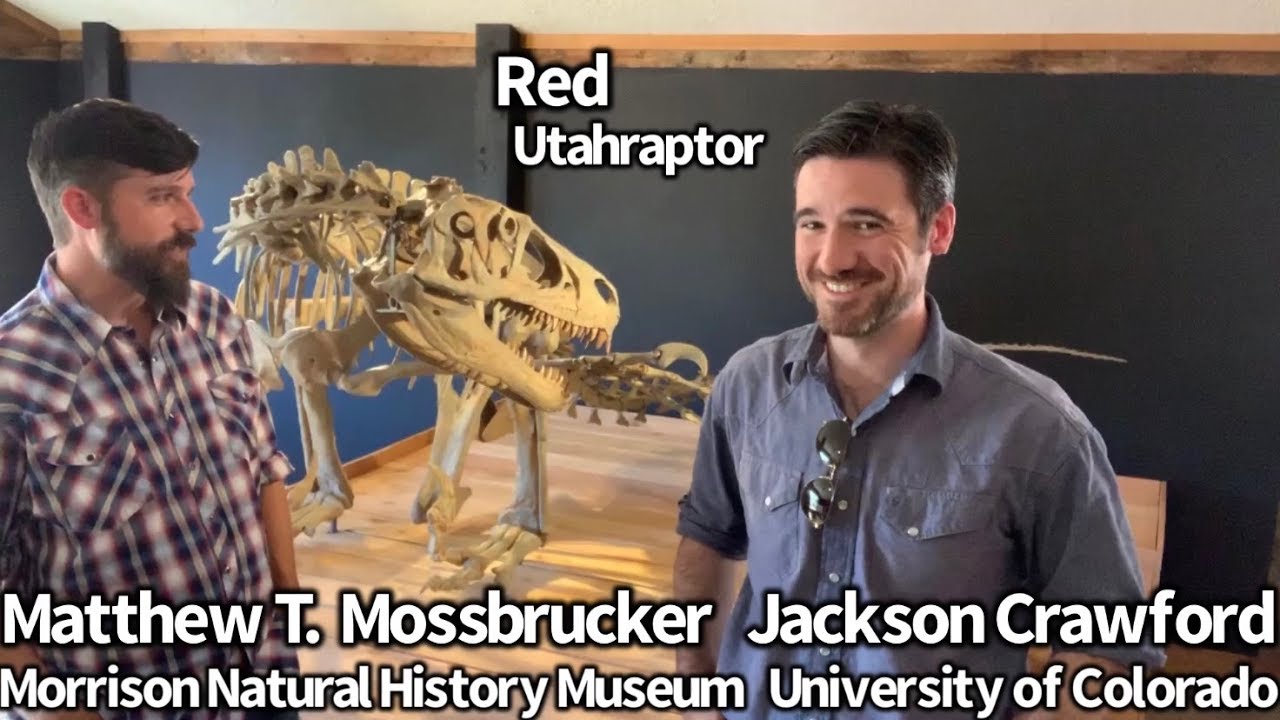 Utahraptor at the Morrison Museum