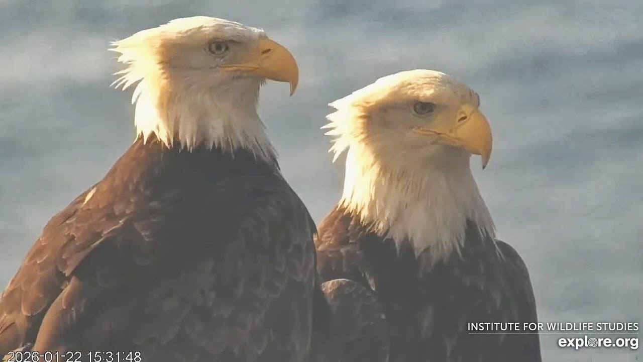West End🦅 New Couple ID Markers & More Mating 🔍 Need Nestorations to Seal Deal🤝explore | 2026 Jan 22