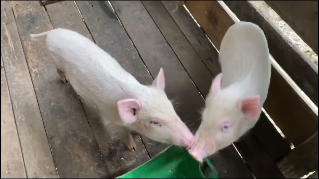 Meda Anak Baboi Ngau Kolam Ikan Ba kampung Dulu