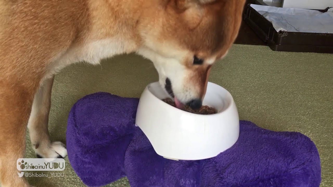 【ASMR】爆裂に納豆が食べたくなる音-Dog food