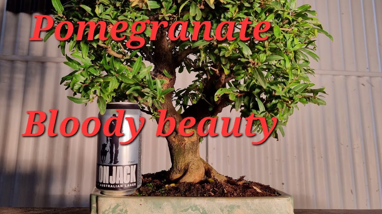 Pomegranate Bonsai Gets some Love, Aussie Bonsai Bloke