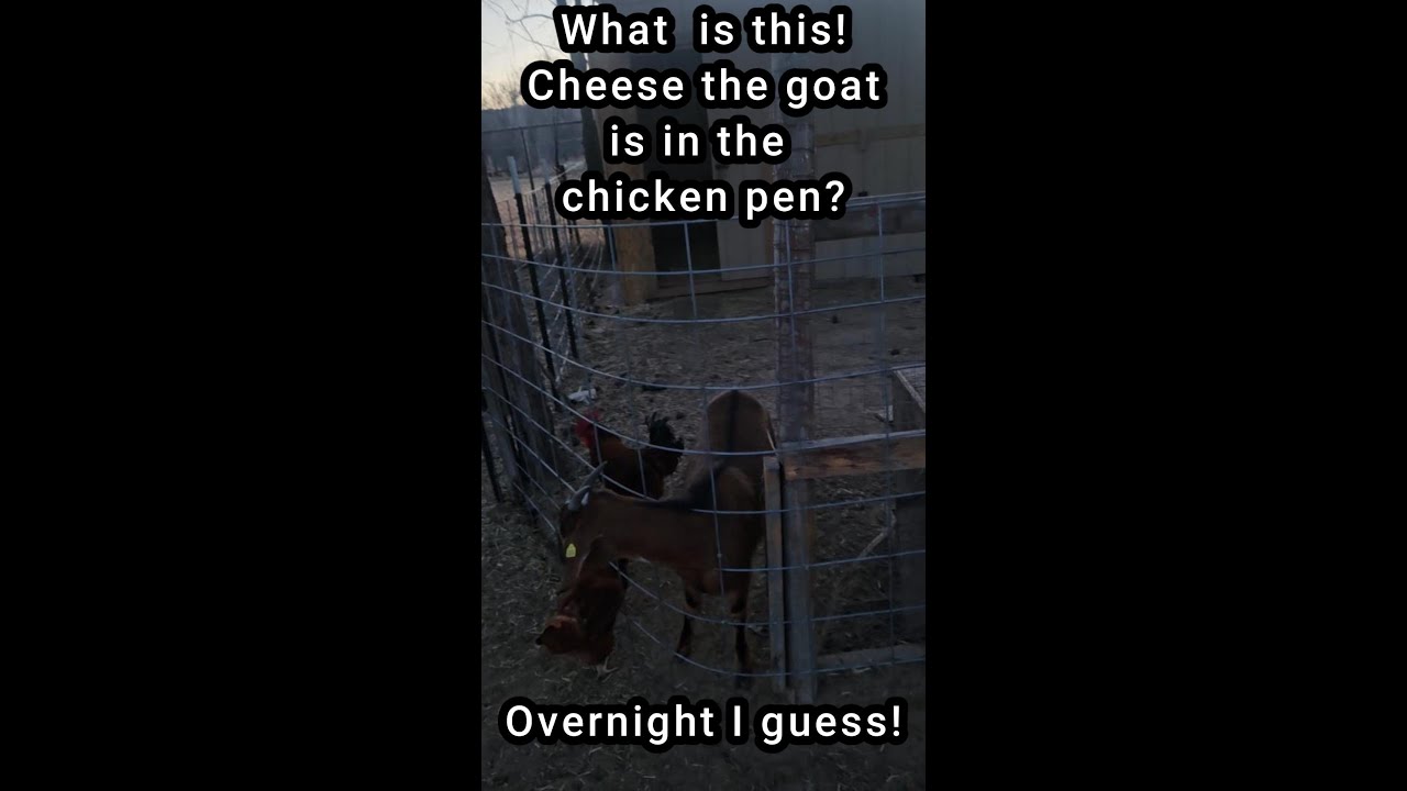How in the world did the goat get in the chicken pen last night? 