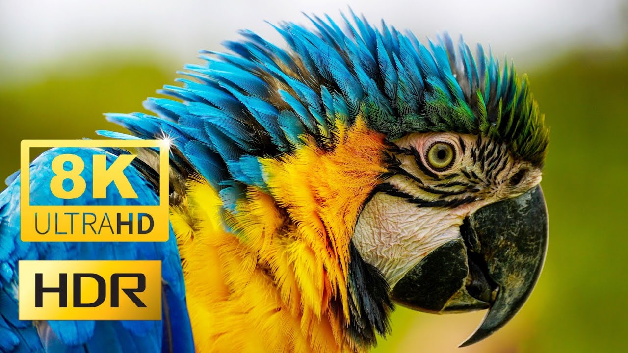 Bali [2021] Birds Special 8k video ultra hd hdr 60fps | [4k] video indonesia | nature | top 10 birds
