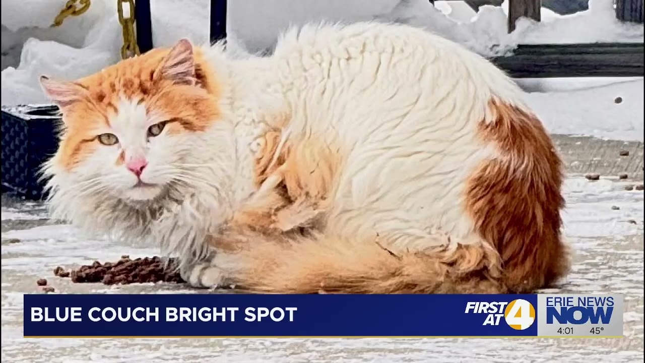 Спасенные кошки из приюта Blue Couch Bright Spot восстанавливаются благодаря помощи организации E...