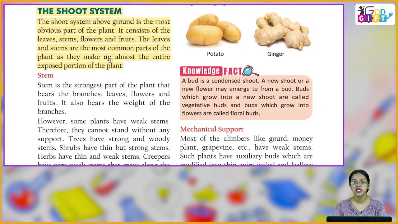 Ch 8 | Classico Books Publishing | Science | Class 06 | Plants :  Form And Function  | For Children