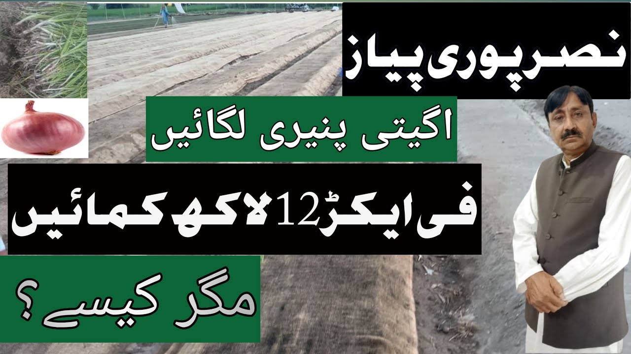 Pyaz Ki Paneeri Lagane Ka Tarika |￼ onion nursery￼ farming