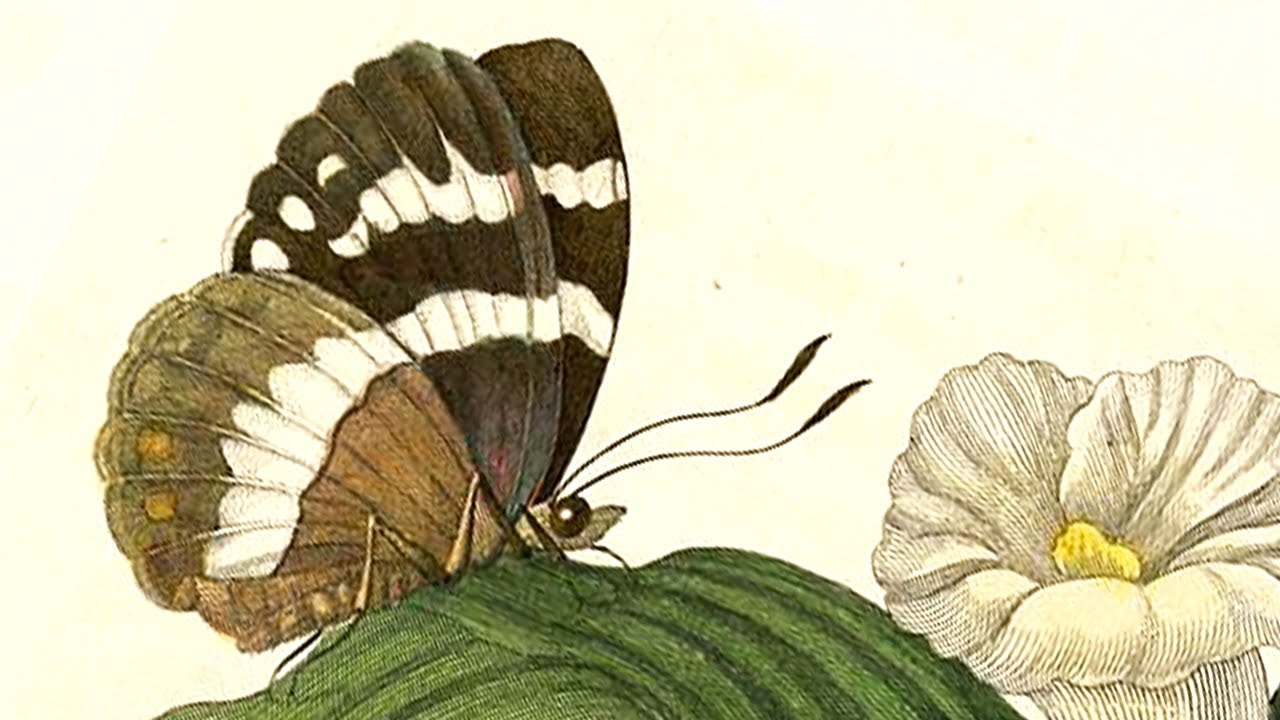 Plantes & Papillons - Image #7