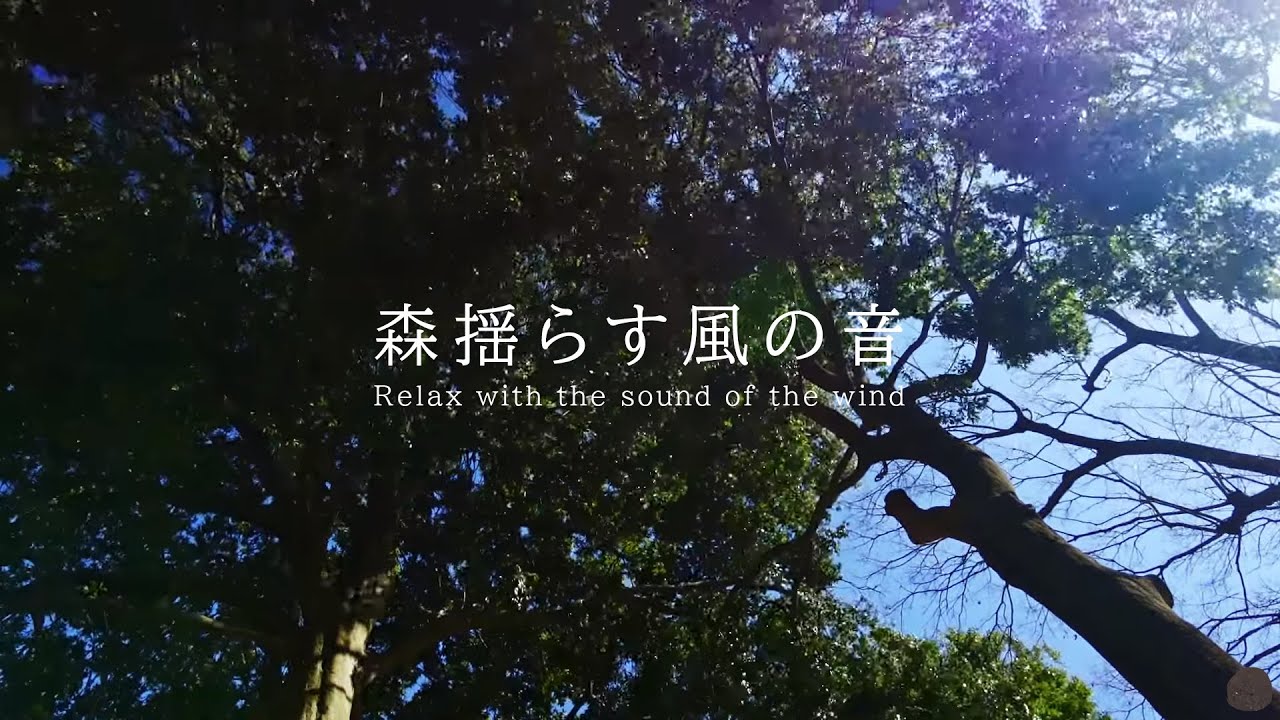 森揺らす風の音 | 3時間 wind sound |  ASMR | 睡眠