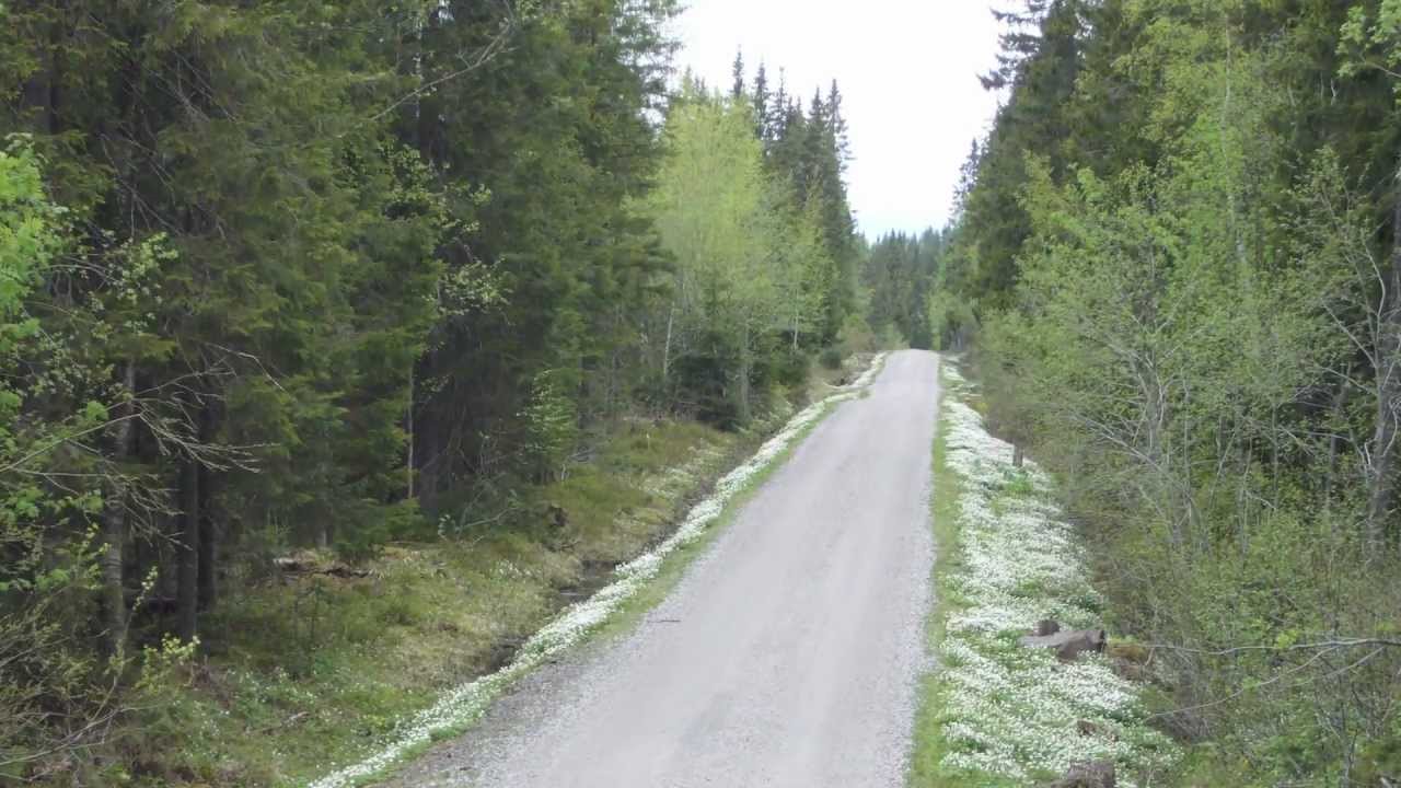 Krokskogen i Hole