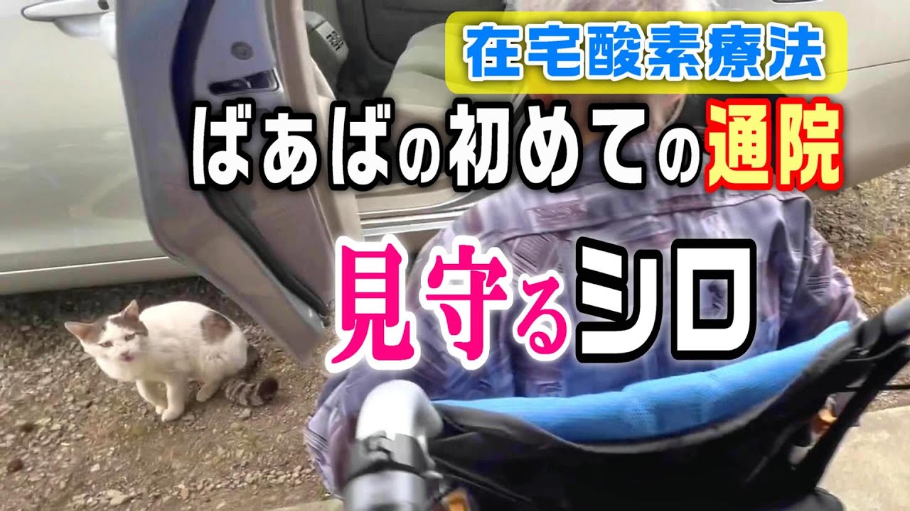 【シロが見守る通院】神対応の帰宅再び：母の退院後初めての在宅酸素療法定期健診【オリジナル曲】