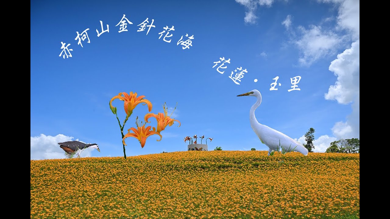 2025 花東金針田之旅
