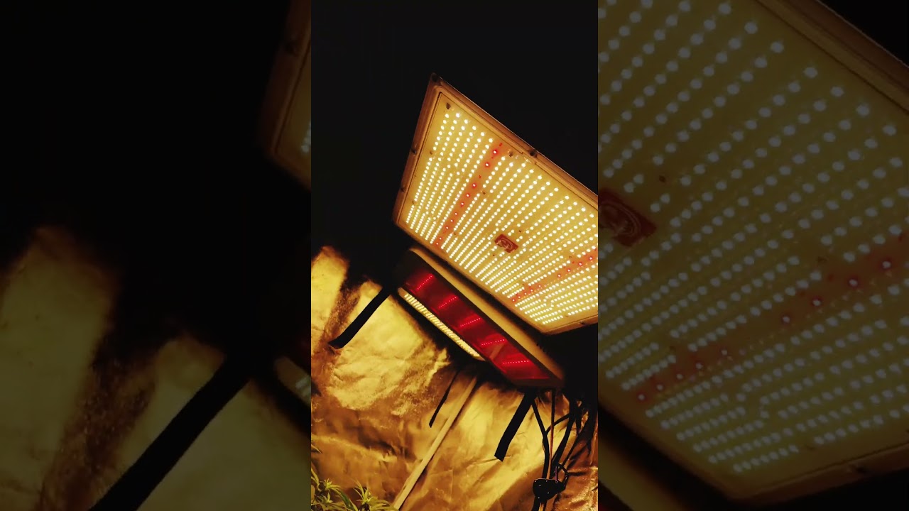 | chem pie 2023 | croplanner 150w | HYPERLITE wifi Grow light