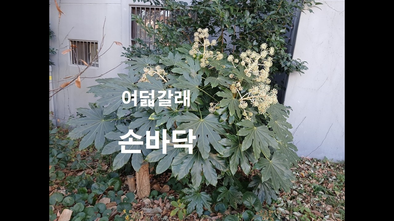 팔손이 25